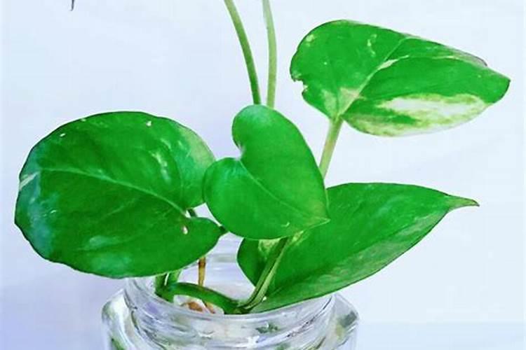 花开时施什么肥最好
