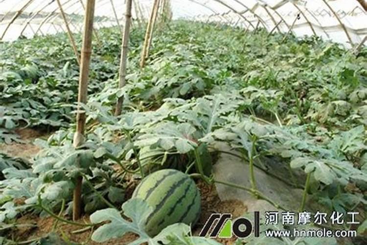 上海青蔬菜肥害症状