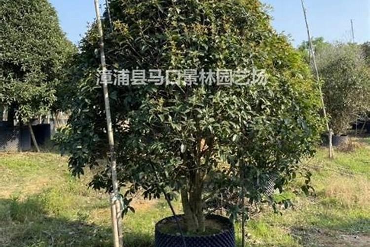 桂花树专用肥有哪些