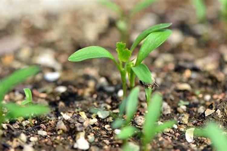 芫荽的种植方法和时间 种植技术(全步骤)