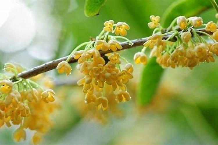 桂花树施什么肥料最好