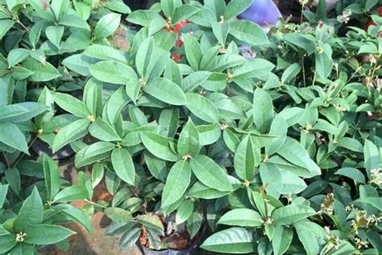 桂花喜欢什么肥料