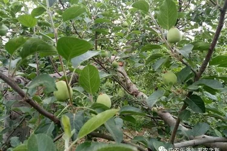 绿速达液体肥能满足玉米后期的追肥吗？