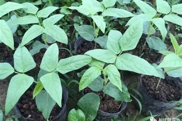豇豆落花落荚现象很严重,应该怎么办呢？