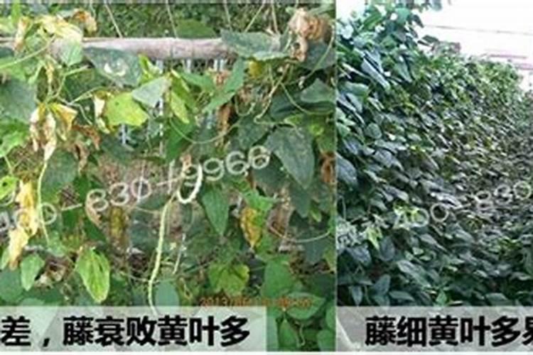 蔬菜种植缺硼有什么症状？如何正确补硼？