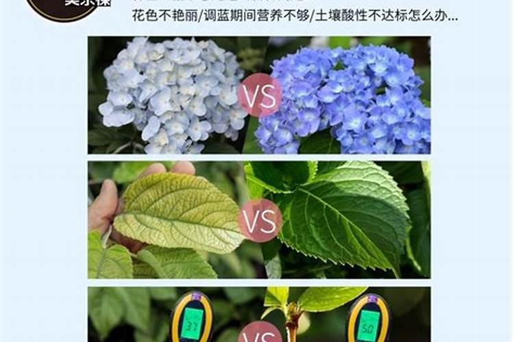 火龙果如何科学施肥火龙果用什么肥料施肥长得旺盛