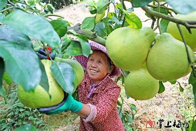 硅肥在水稻喷施最佳时间 正确使用方法