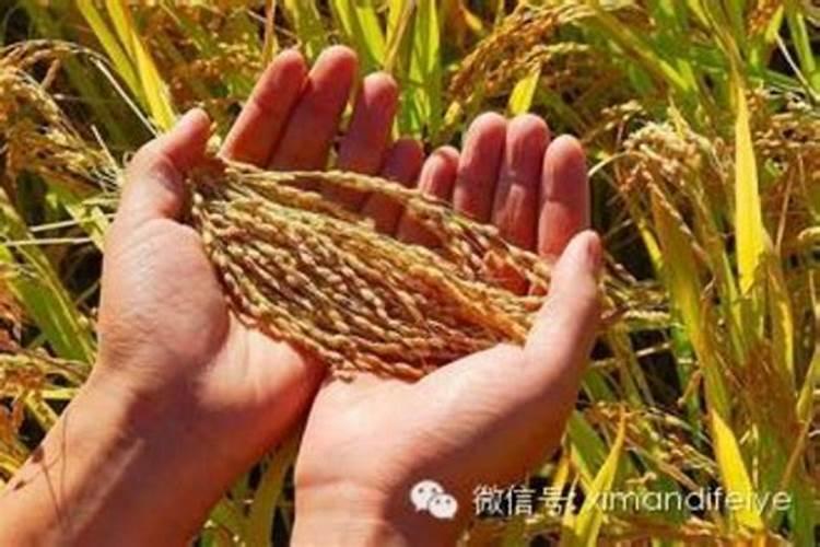 生根剂的配方