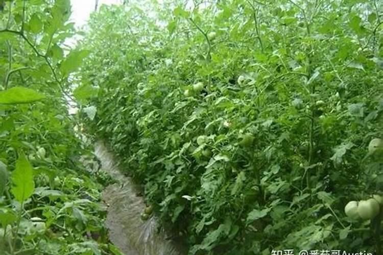 自制生根剂的8种方法