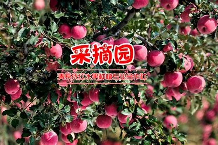 果树专用肥有哪几种