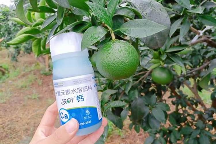 柑子树花谢了可以上硝酸铵丐吗