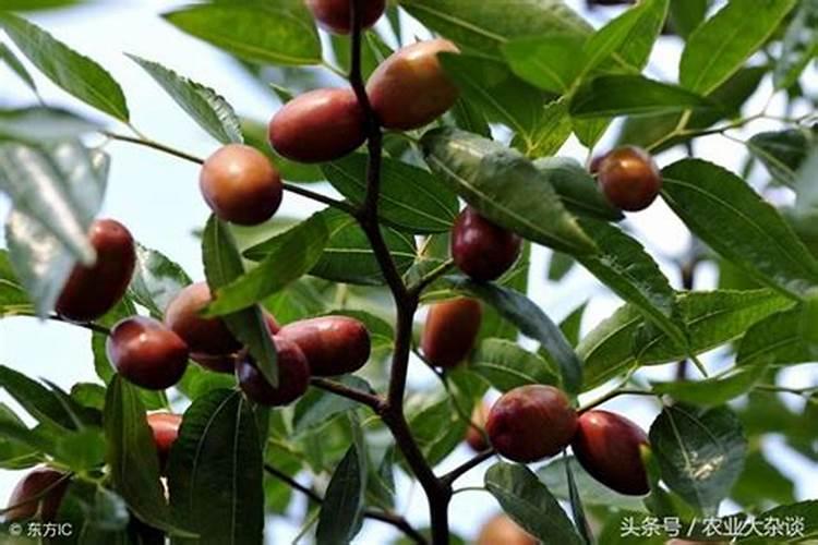 枣树什么时候施肥最好 枣树的施肥时间