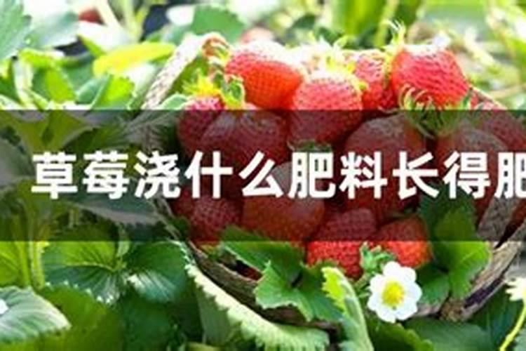草莓施肥用什么肥料最好又可增产