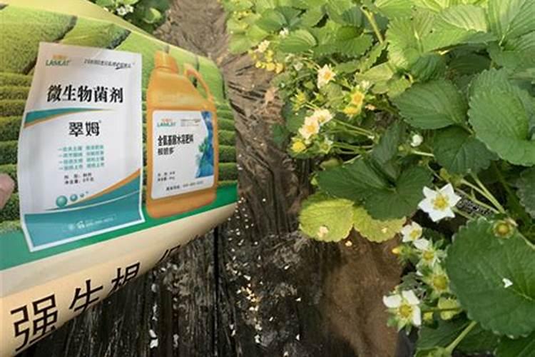 草莓什么时候期冲灌氨基酸水溶肥。