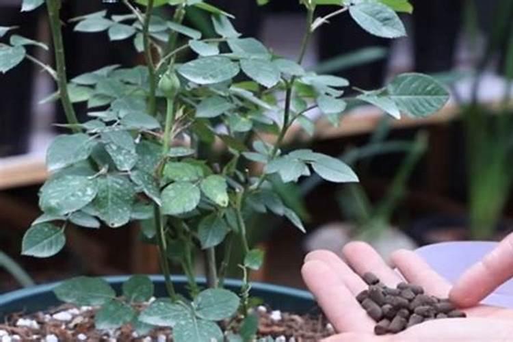 月季花季怎样施肥