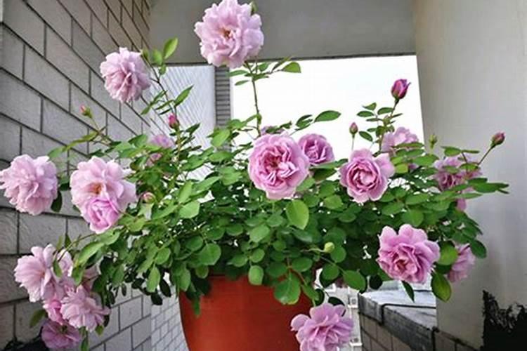 月季施什么肥开花最好