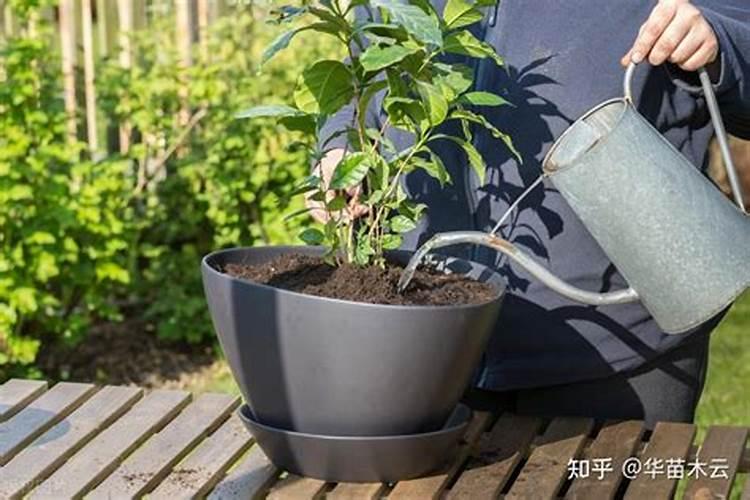 请向牡丹立春后要施肥吗