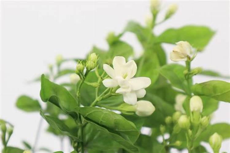 茉莉花怎么施肥施什么肥