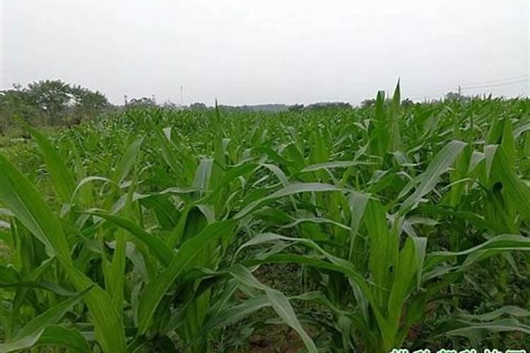 玉米最佳追肥时间是在什么时候？追肥时要注意什么问题？