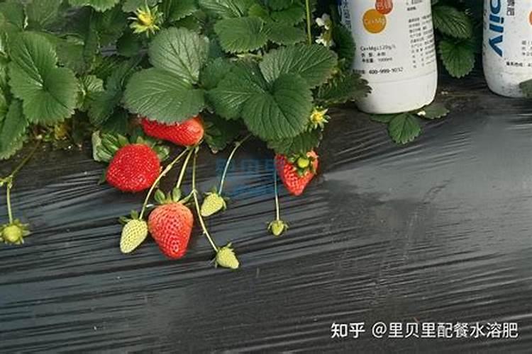 芡实怎么种植技术