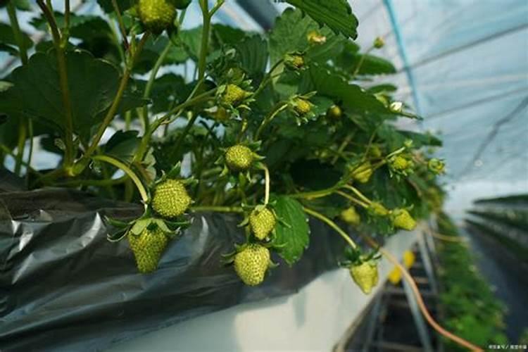盆栽草莓怎样施肥