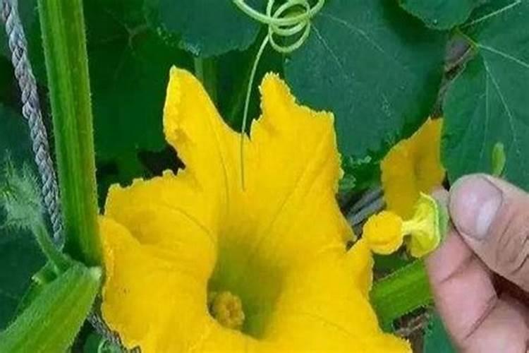 种植丝瓜和南瓜使用什么样的肥料好？什么肥料能让其坐住瓜？