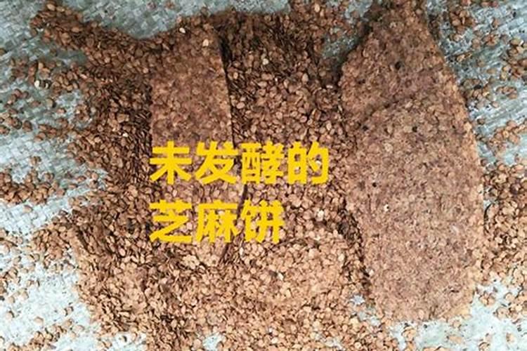 玉米和大豆间种为什么能增产？