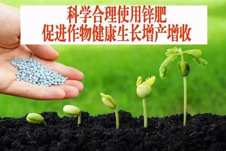 早稻施磷肥好还是晚稻施磷肥好？