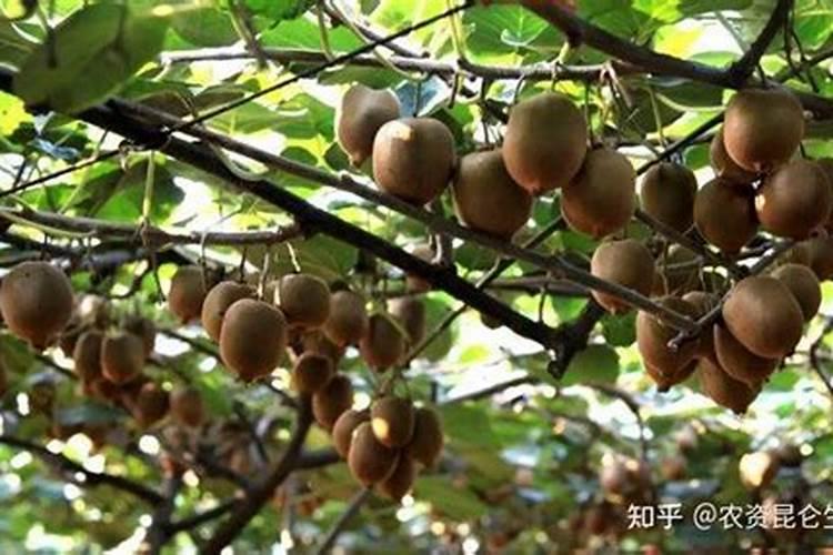 西红柿不能随便吃吗？医生提醒:这6类人,平时尽量少吃