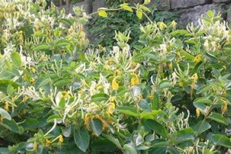 金银花施肥禁忌