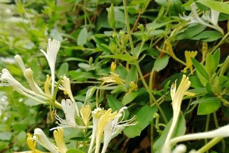 金银花施什么肥最好