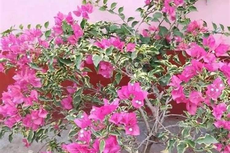 三角梅发芽后施什么肥