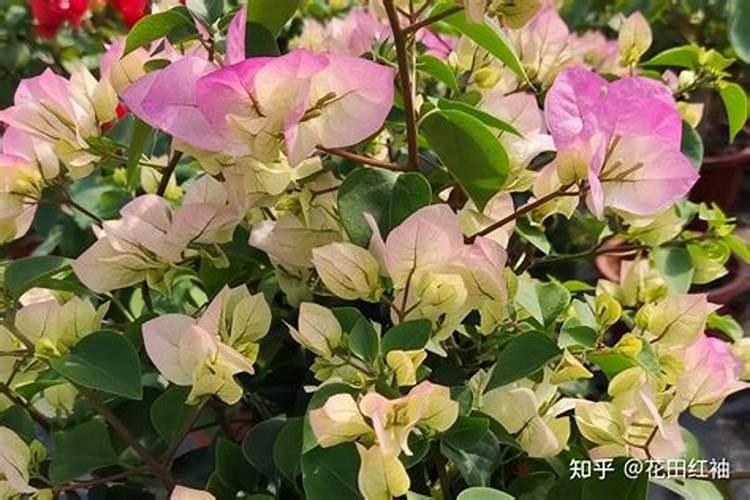 三角梅施肥方法和时间,施肥什么肥最好