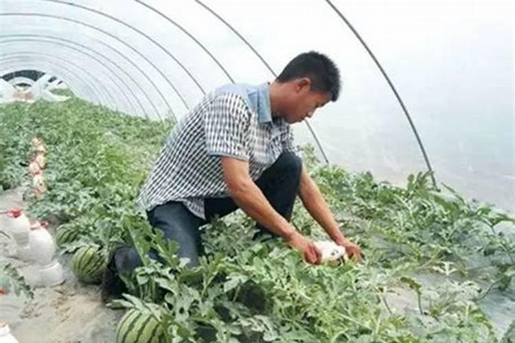 西瓜追肥多了怎么办？