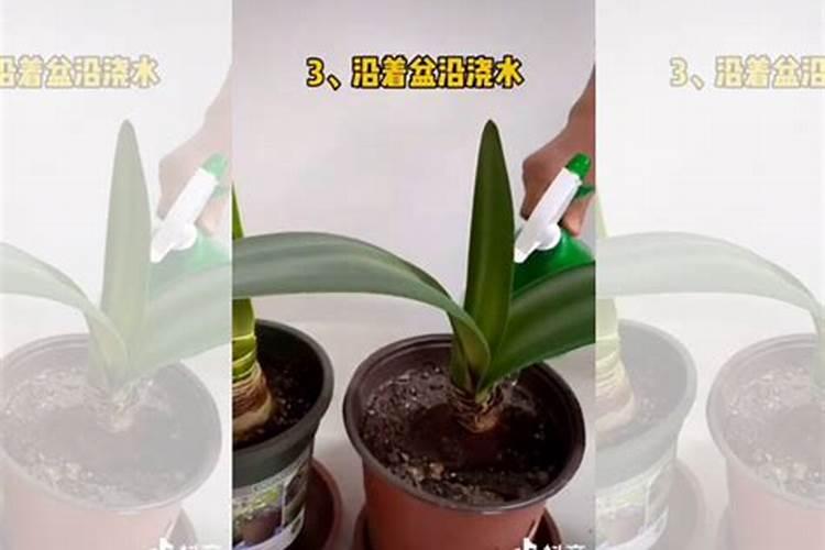 朱顶红休眠后如何唤醒