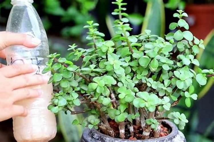 怎样用西瓜皮制浇花水