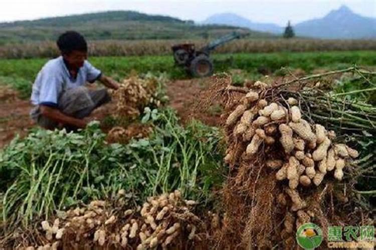 种花生用什么肥料最好