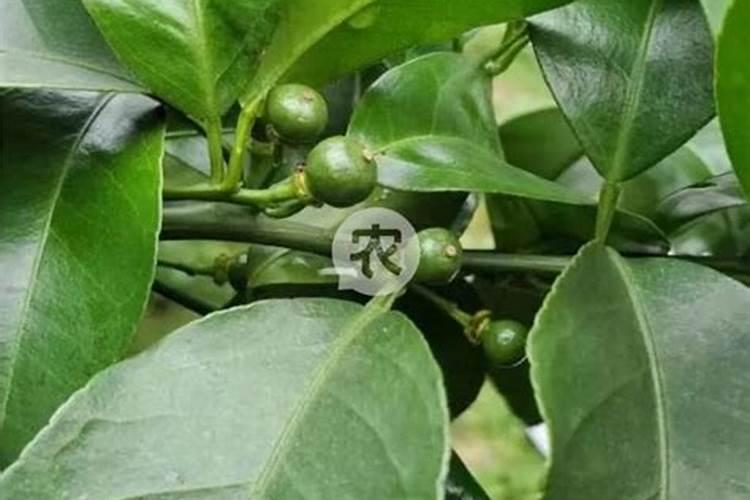 果树氮素过多会出现哪些症状？怎样防治？