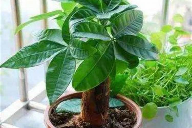 辛硫磷的正确使用方法