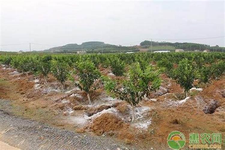 柑橘树施氮肥过量的症状及补救措施