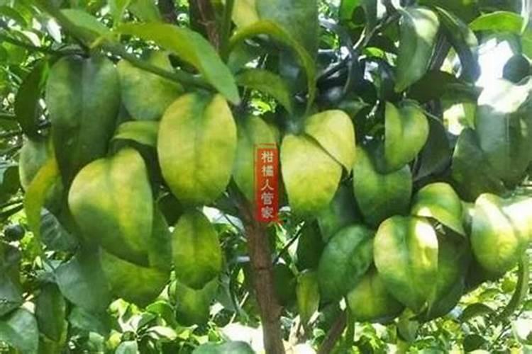 最近雨水多,柑橘浮皮果多了怎么办？