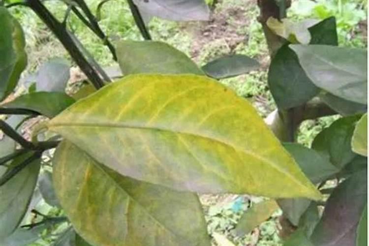 柑橘树缺氮有什么症状和防治措施？