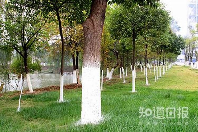 怎么让红薯苗快速生根