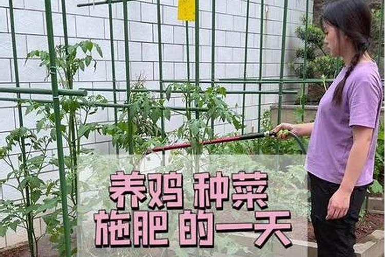 饼肥发酵好后怎么用