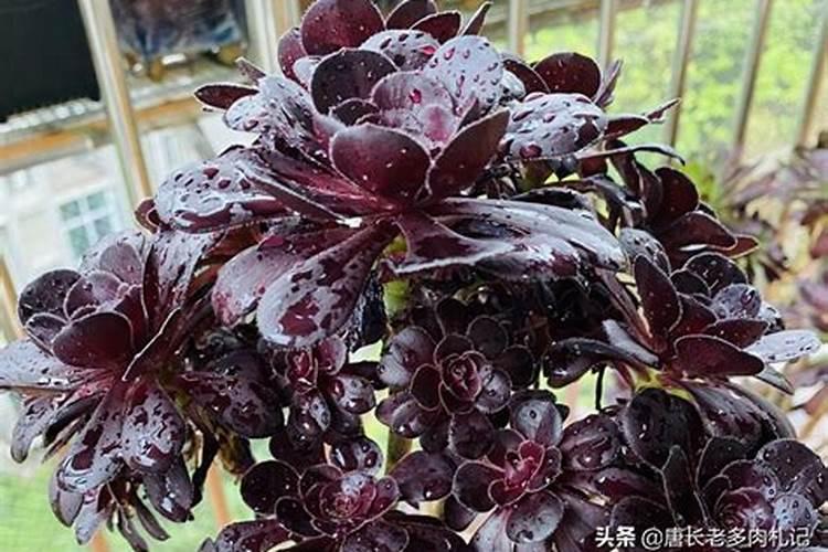 辣椒收获期叶面喷施氮肥可以吗,比例是多少？