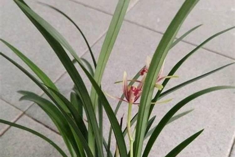 兰花花期可以施肥吗