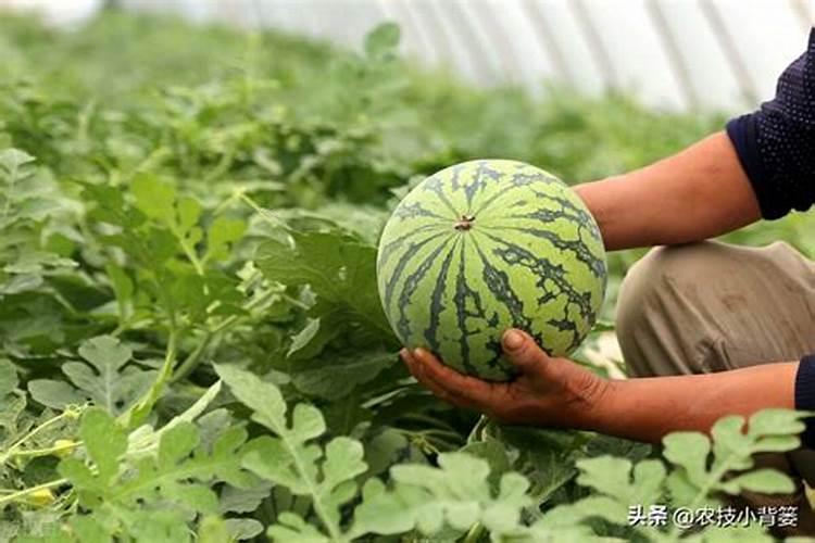 芸苔素使用技巧