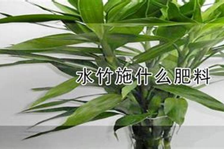 养水竹用什么肥料