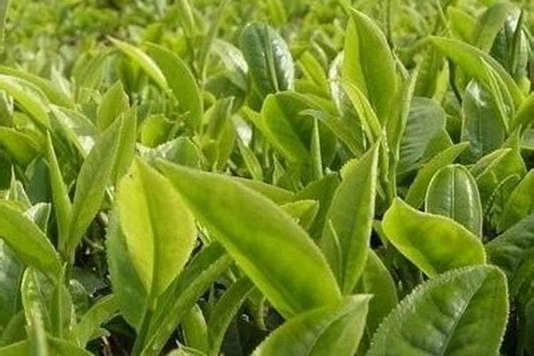 在网上买的云南黑花生可以种活吗