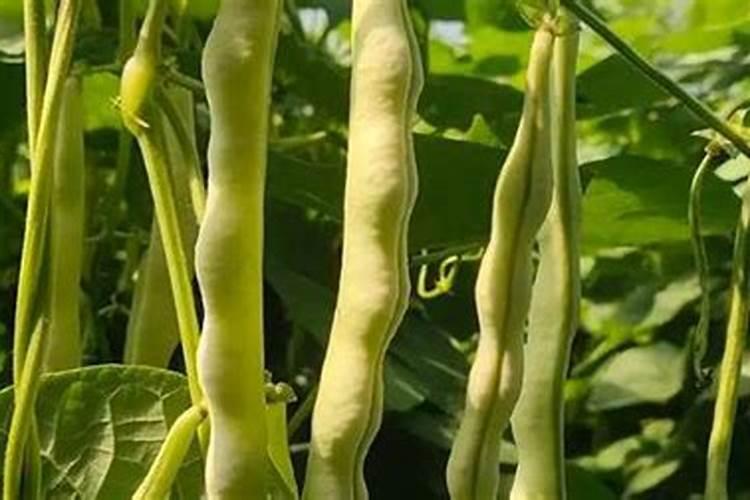 樱桃采摘后施什么肥料好